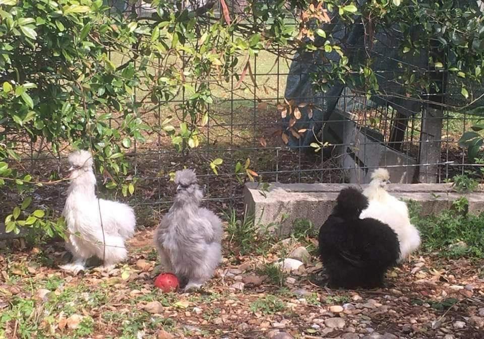 Agriturismo Il Podere Vedelago Con San Bernardo, Alpaca E Una Pentola Di Cose Da Scoprire Екстериор снимка