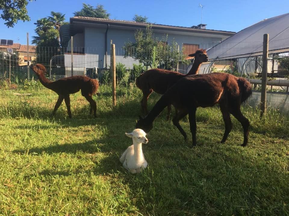 Agriturismo Il Podere Vedelago Con San Bernardo, Alpaca E Una Pentola Di Cose Da Scoprire Екстериор снимка