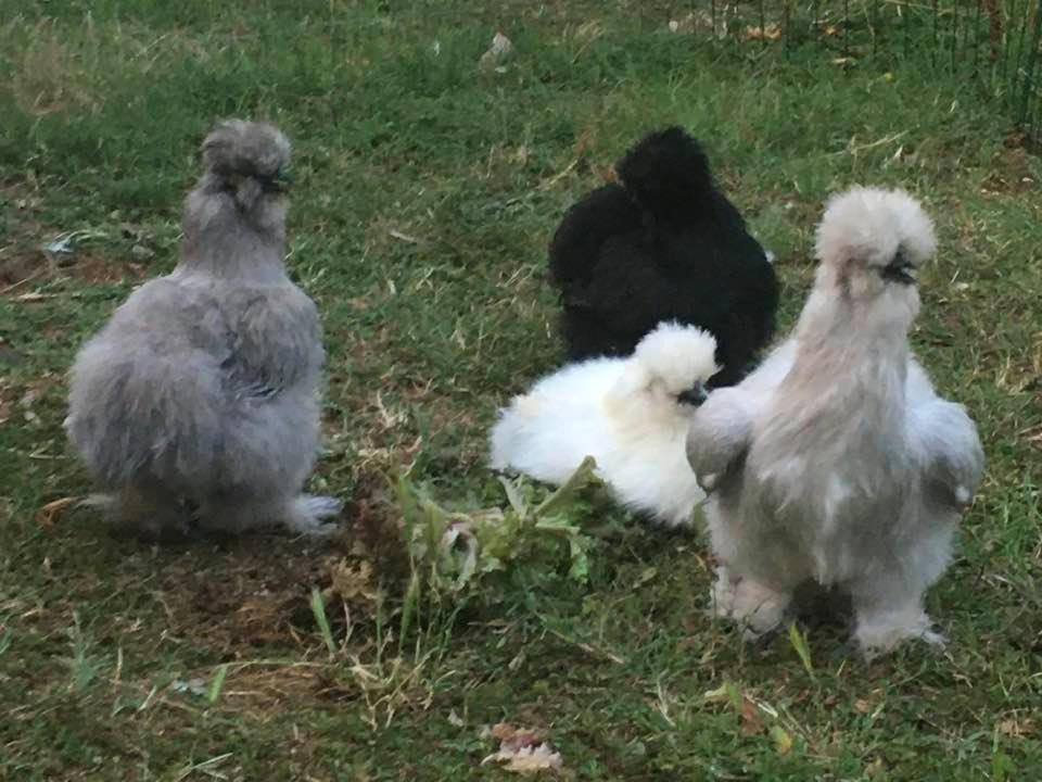 Agriturismo Il Podere Vedelago Con San Bernardo, Alpaca E Una Pentola Di Cose Da Scoprire Екстериор снимка