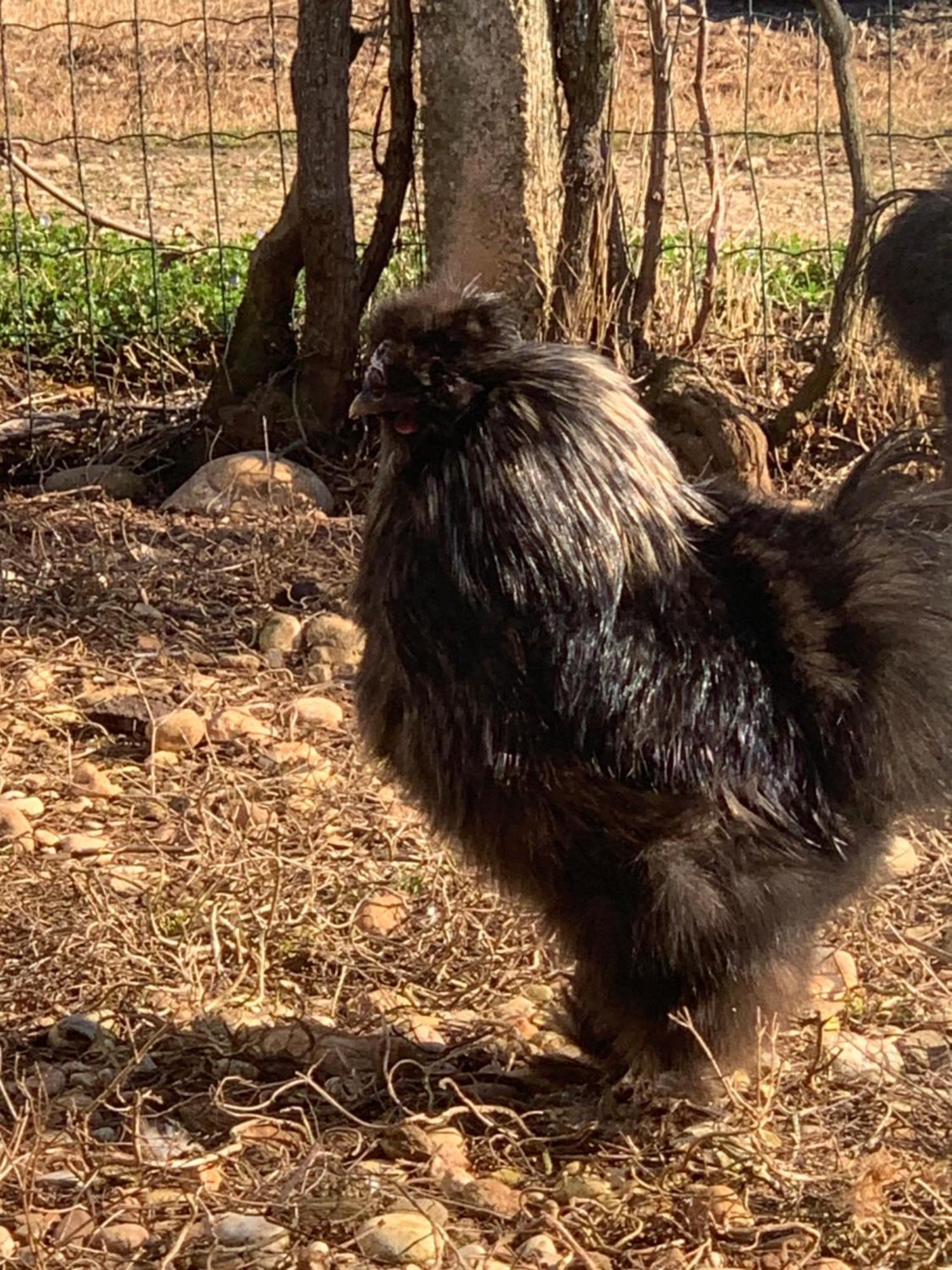 Agriturismo Il Podere Vedelago Con San Bernardo, Alpaca E Una Pentola Di Cose Da Scoprire Екстериор снимка