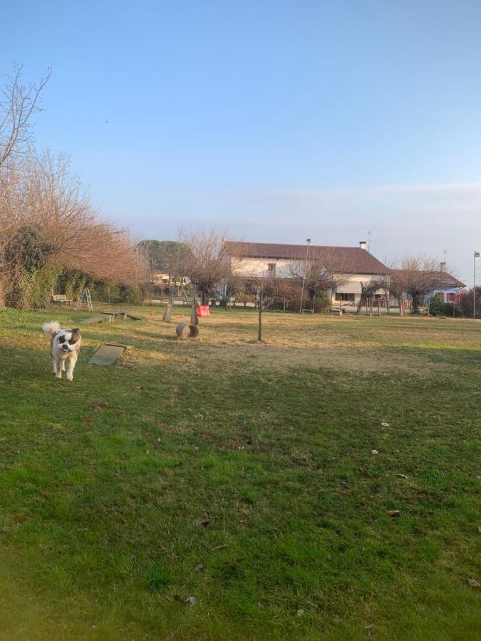 Agriturismo Il Podere Vedelago Con San Bernardo, Alpaca E Una Pentola Di Cose Da Scoprire Екстериор снимка