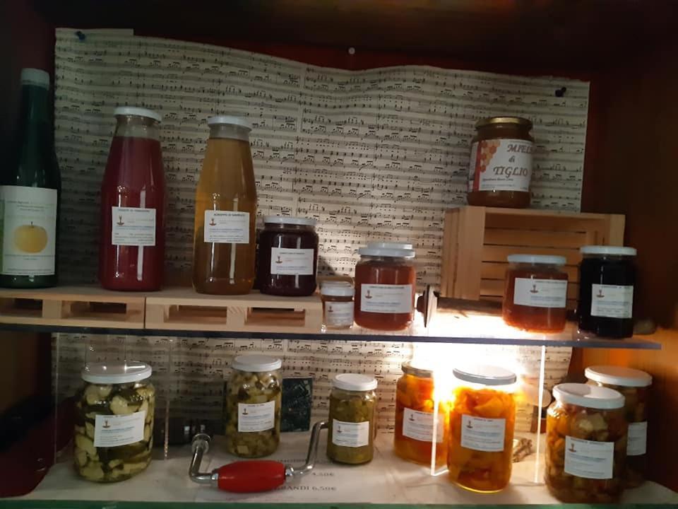 Agriturismo Il Podere Vedelago Con San Bernardo, Alpaca E Una Pentola Di Cose Da Scoprire Екстериор снимка