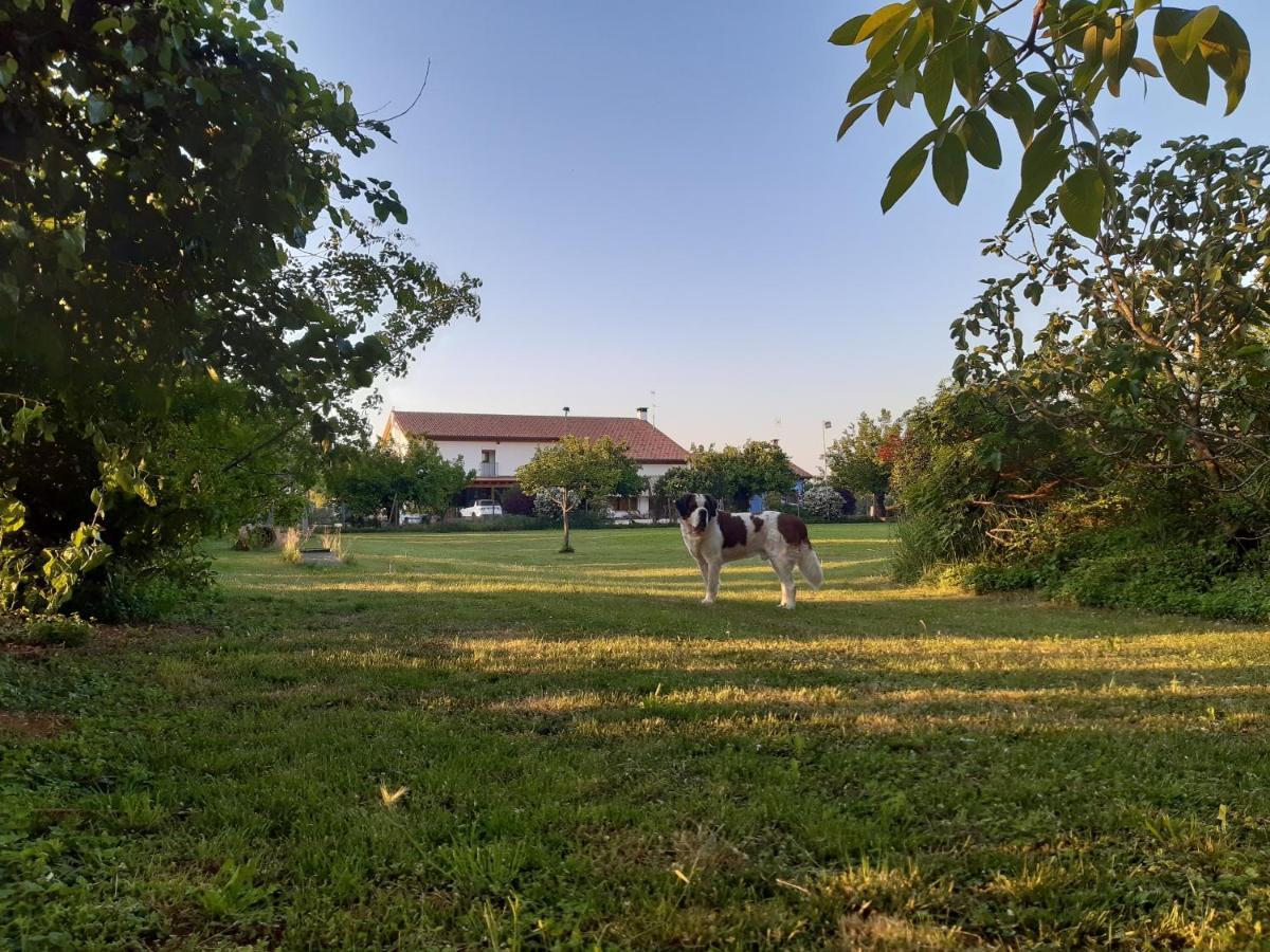Agriturismo Il Podere Vedelago Con San Bernardo, Alpaca E Una Pentola Di Cose Da Scoprire Екстериор снимка